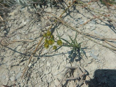 Euphorbia leptocaula, photographed by Сергей Крыленко
