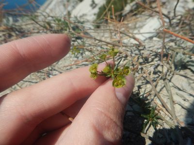 Euphorbia leptocaula, photographed by Сергей Крыленко