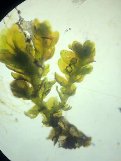 Frullania catalinae, photographed by paulexcoff