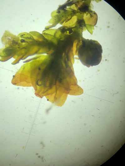 Frullania catalinae, photographed by paulexcoff