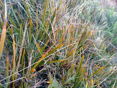 Libertia peregrinans, photographed by John Barkla