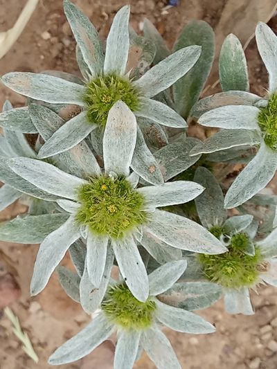 Filago asterisciflora, photographed by Karim Haddad