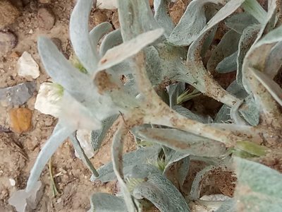 Filago asterisciflora, photographed by Karim Haddad