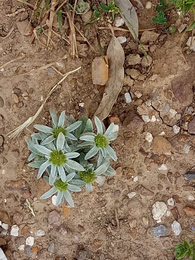 Filago asterisciflora, photographed by Karim Haddad