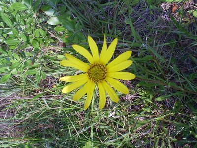 Helianthus carnosus, photographed by Tom Gulya
