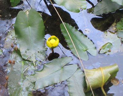 Nuphar sagittifolia, photographed by Ken Kneidel