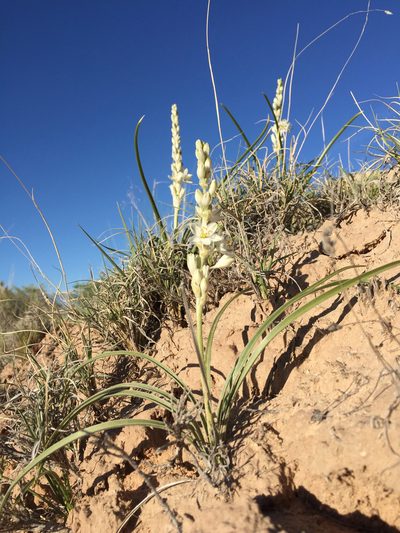 Eremocrinum albomarginatum, photographed by Robbie Hannawacker