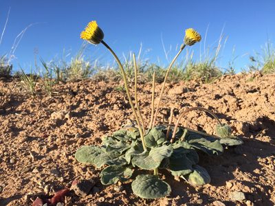 Encelia nutans, photographed by Robbie Hannawacker