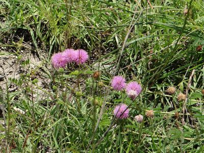 Mimosa quadrivalvis, photographed by Nathan May