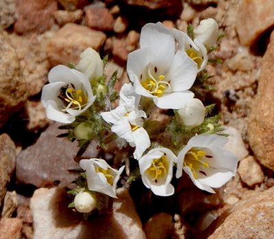 Linanthus killipii, photographed by desertnaturalist