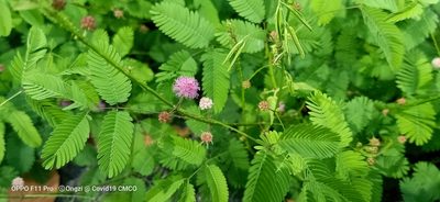 Mimosa quadrivalvis, photographed by Ong Jyh Seng