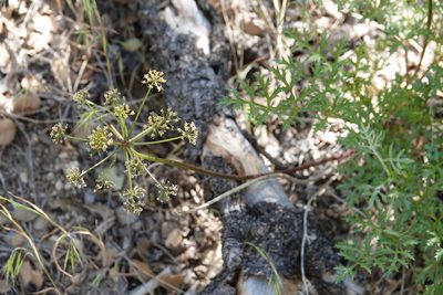 Tauschia parishii, photographed by desertnaturalist