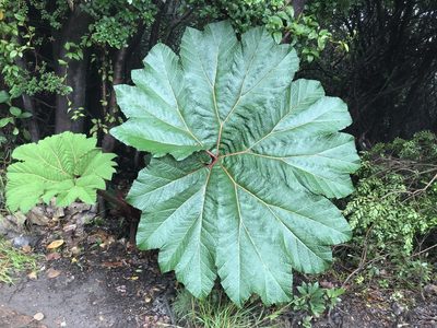 Gunnera insignis, photographed by Brian Finzel