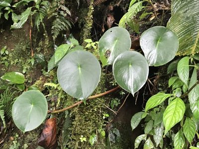 Peperomia hernandiifolia, photographed by Brian Finzel