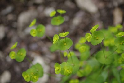 Euphorbia roemeriana, photographed by Eric Knight