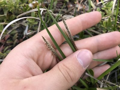 Carex scirpoidea, photographed by Caleb Catto