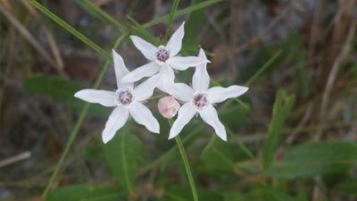 Asclepias feayi, photographed by Jay Horn