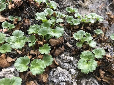 Telesonix heucheriformis, photographed by Caleb Catto