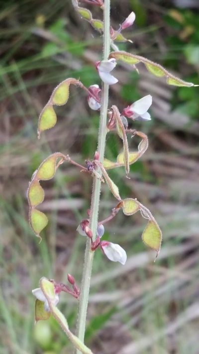Desmodium floridanum, photographed by Jay Horn