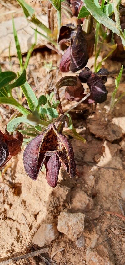 Aristolochia maurorum, photographed by Татьяна Прозорова