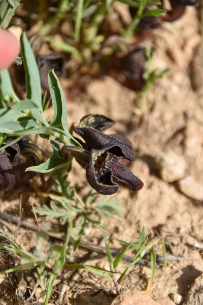 Aristolochia maurorum, photographed by Татьяна Прозорова
