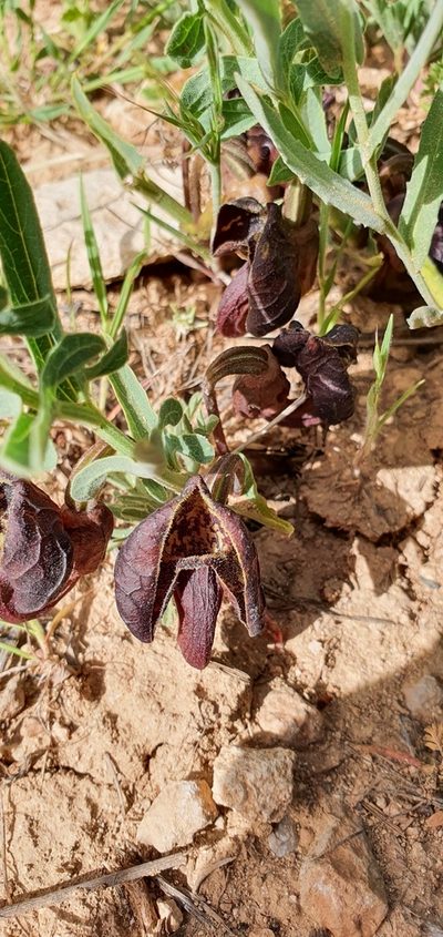 Aristolochia maurorum, photographed by Татьяна Прозорова