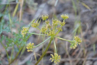 Tauschia parishii, photographed by desertnaturalist