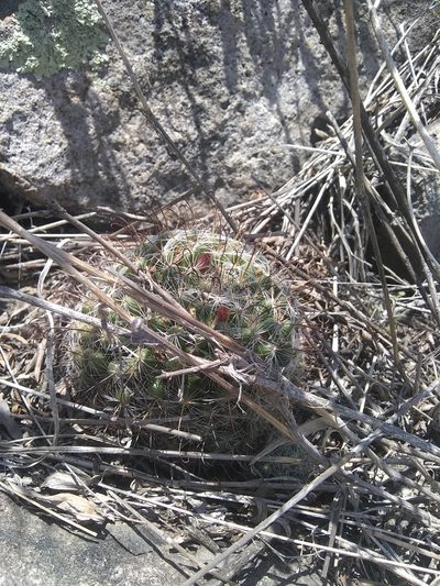 Mammillaria erythrosperma, photographed by Alejandro Gómez Maya