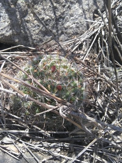 Mammillaria erythrosperma, photographed by Alejandro Gómez Maya