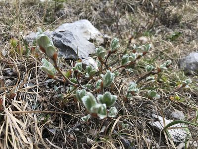 Salix vestita, photographed by Caleb Catto