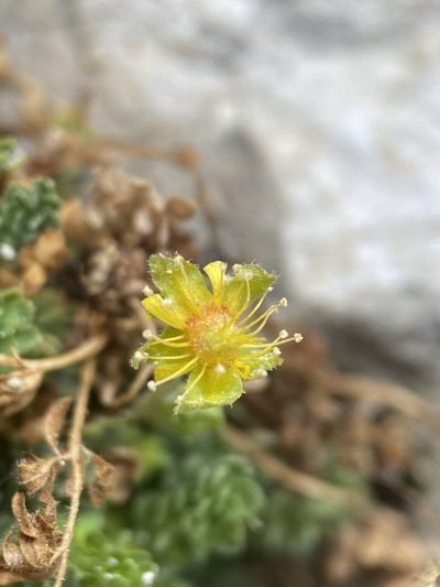 Potentilla jaegeri, photographed by Matt Berger