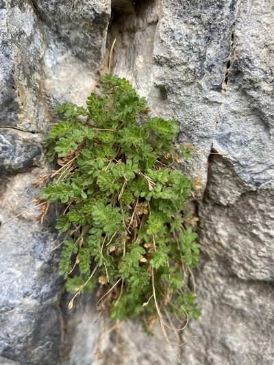 Potentilla jaegeri, photographed by Matt Berger
