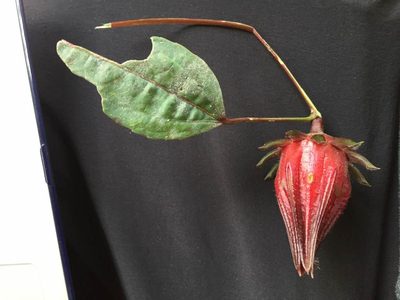 Sabdariffa gossypiifolia, photographed by psubhashish