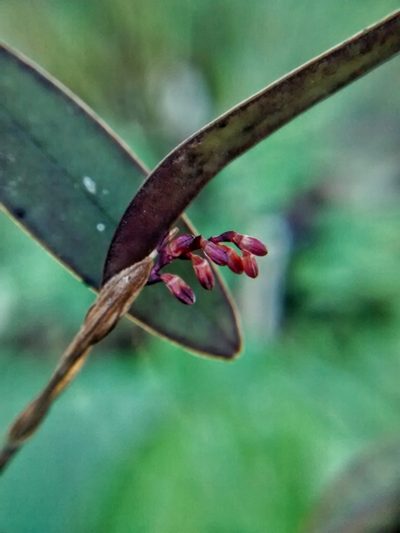 Trichosalpinx ciliaris, photographed by Victor De la Cruz