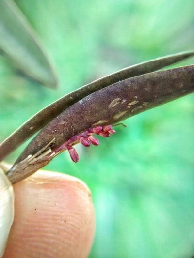 Trichosalpinx ciliaris, photographed by Victor De la Cruz