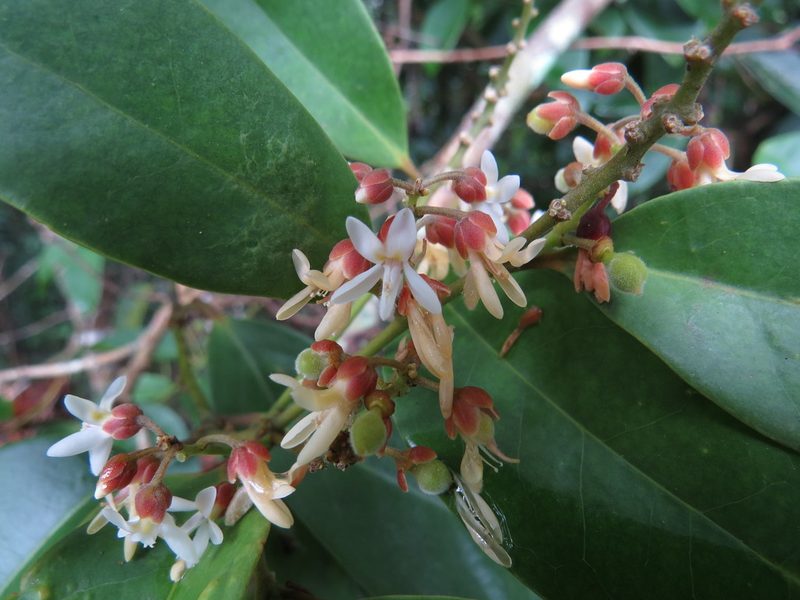 Xanthophyllum octandrum, photographed by kerrycoleman