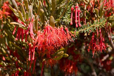 Amyema melaleucae, photographed by Kym Nicolson