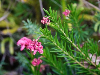 Grevillea rosmarinifolia, photographed by Jacqui Geux