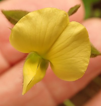 Argyrolobium marginatum, photographed by Peter Warren