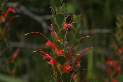 Adenanthos obovatus, photographed by Em Lamond