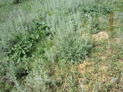 Tanacetum achilleifolium, photographed by Svetlana Polevova