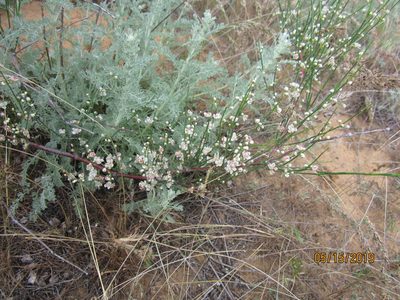 Calligonum aphyllum, photographed by Svetlana Polevova