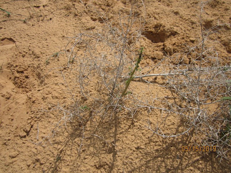 Alhagi pseudalhagi, photographed by Svetlana Polevova