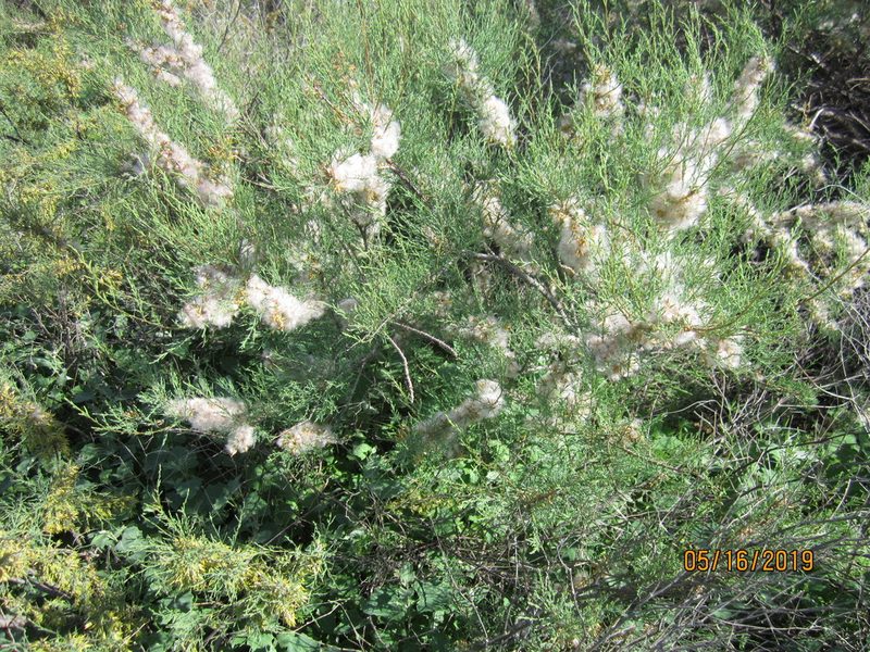 Tamarix gracilis, photographed by Svetlana Polevova