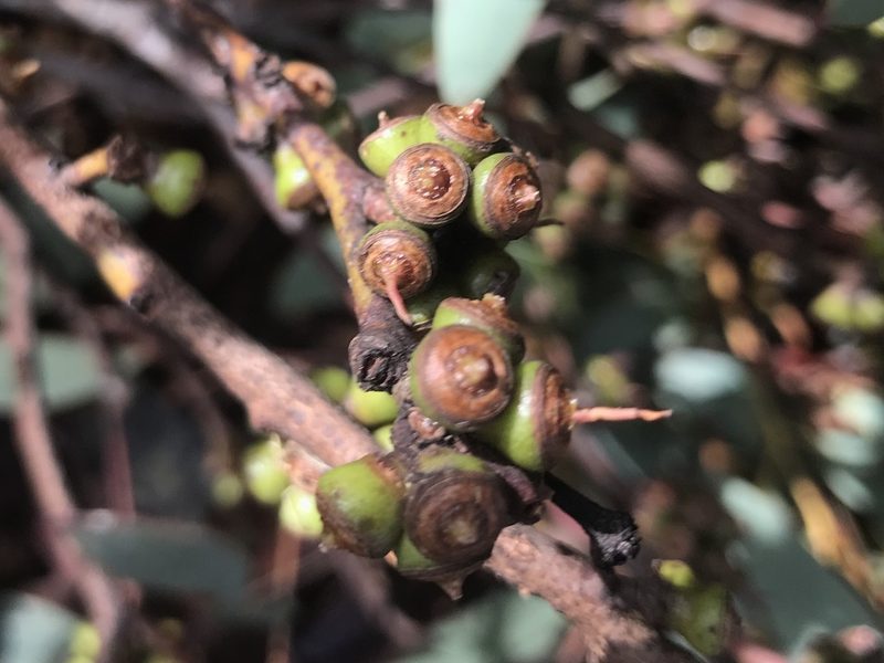 Eucalyptus decipiens, photographed by Ann Bentley