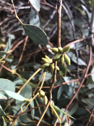 Eucalyptus decipiens, photographed by Ann Bentley