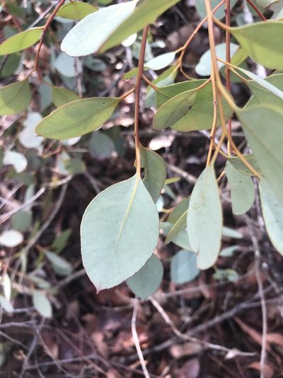 Eucalyptus decipiens, photographed by Ann Bentley