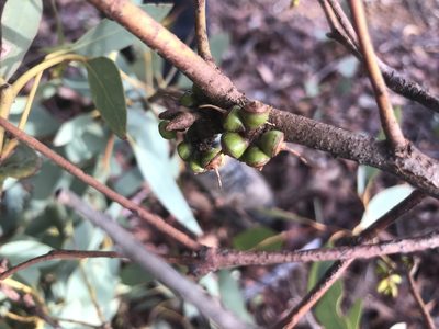 Eucalyptus decipiens, photographed by Ann Bentley