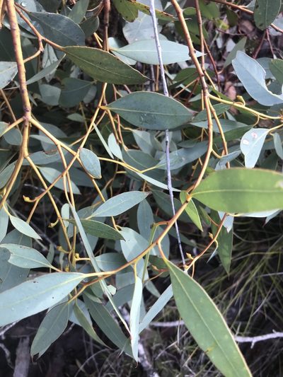 Eucalyptus decipiens, photographed by Ann Bentley