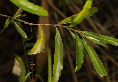 Nuxia oppositifolia, photographed by Wynand Uys